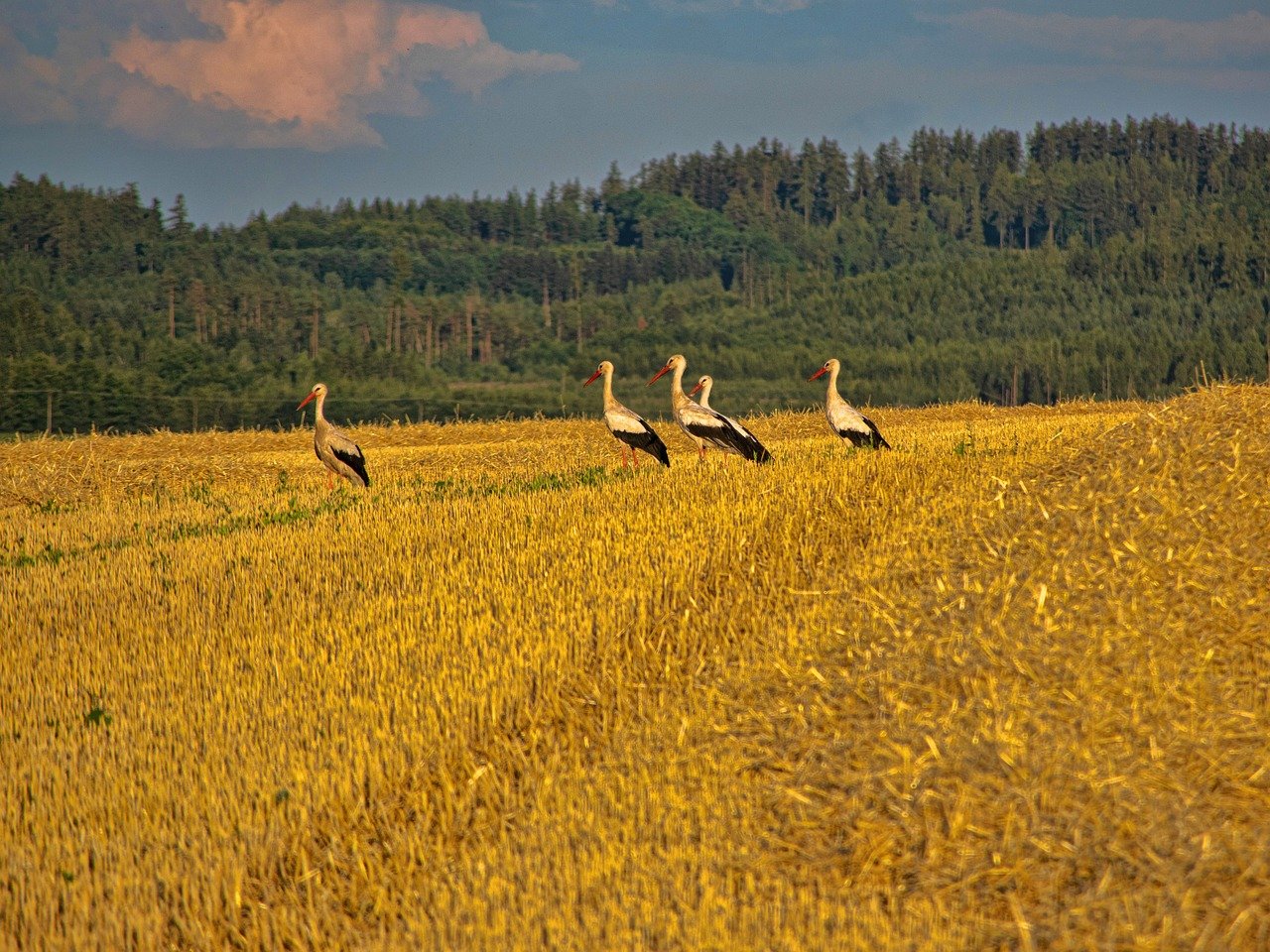 Bociany Mazury