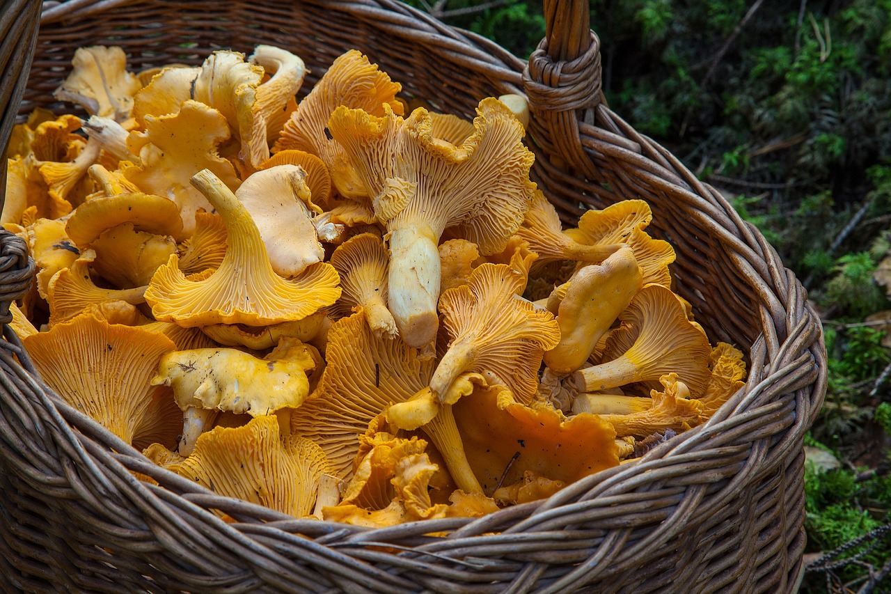 Jesień to czas grzybobrania – jak zbierać grzyby bezpiecznie i z rozwagą