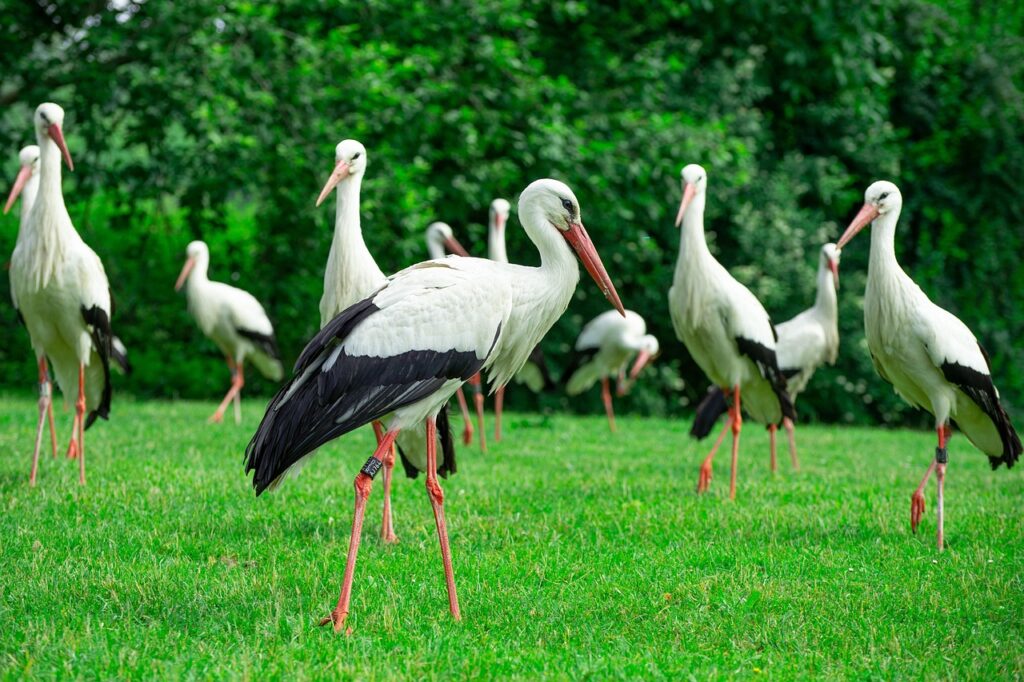 Sejmiki bocianie na Mazurach – co oznaczają skupiska bocianów w okolicach Giżycka?