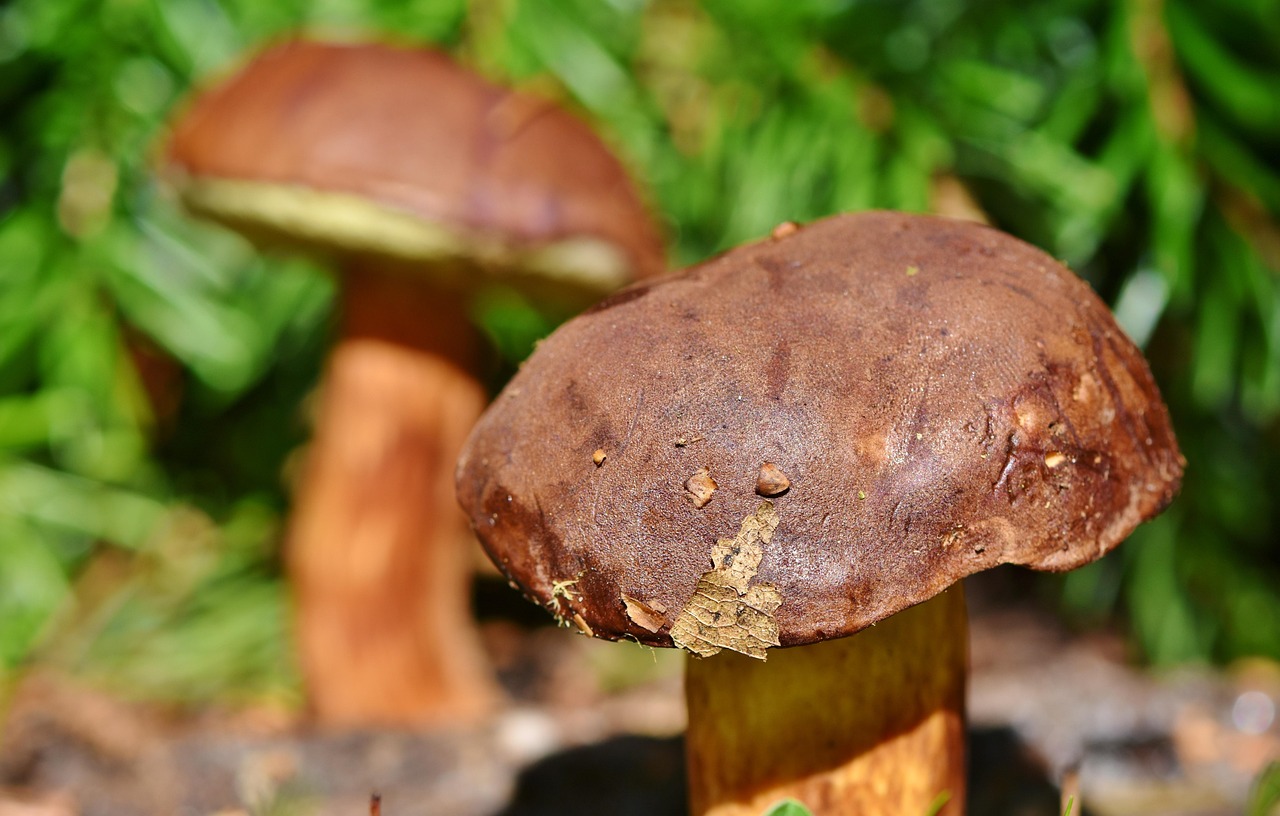 Zbieranie grzybów Mazury