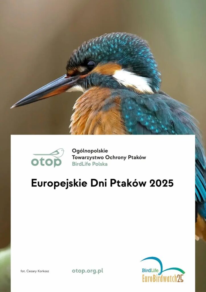Europejskie Dni Ptaków – spacer ornitologiczny w Giżycku