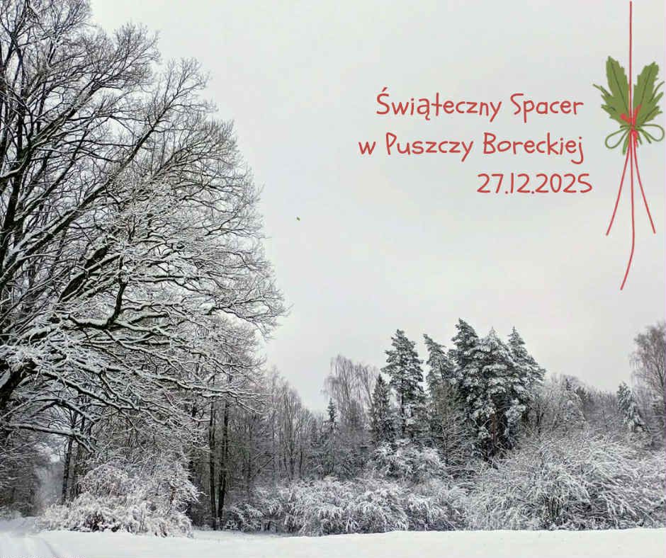 Świąteczny spacer w Puszczy Boreckiej. Zimowa wędrówka do królewskiego dębu