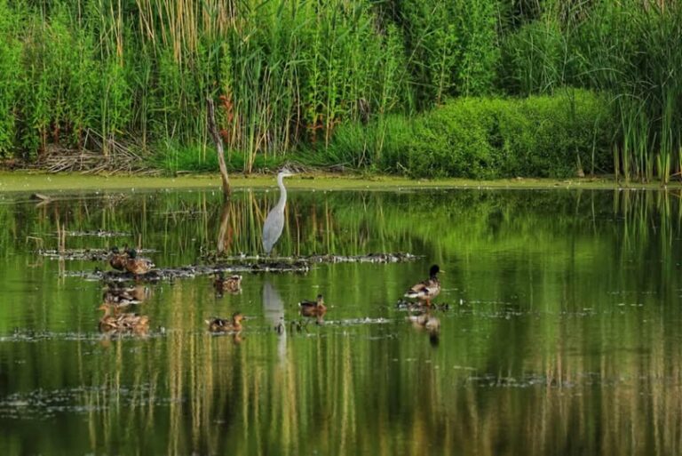„Sołdany” – nowy rezerwat przyrody koło Giżycka. Mazury mają już 127 rezerwatów
