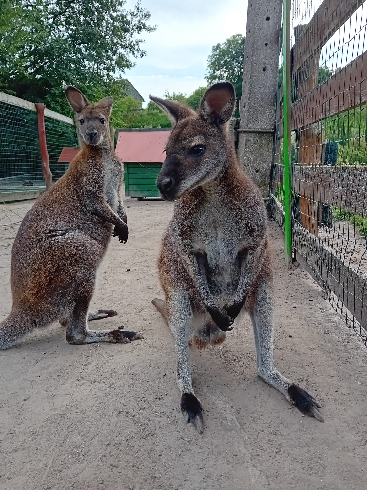 Mazurskie Mini Zoo: pomysł na popołudnie blisko Giżycka
